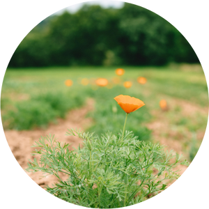 Sem'Arome s'engage &agrave; cultiver ses plantes dans un environnement pr&eacute;serv&eacute;