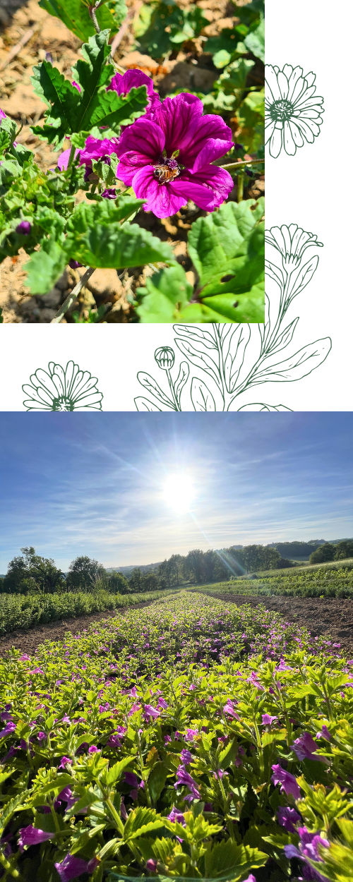 L'histoire de Sem'Arôme