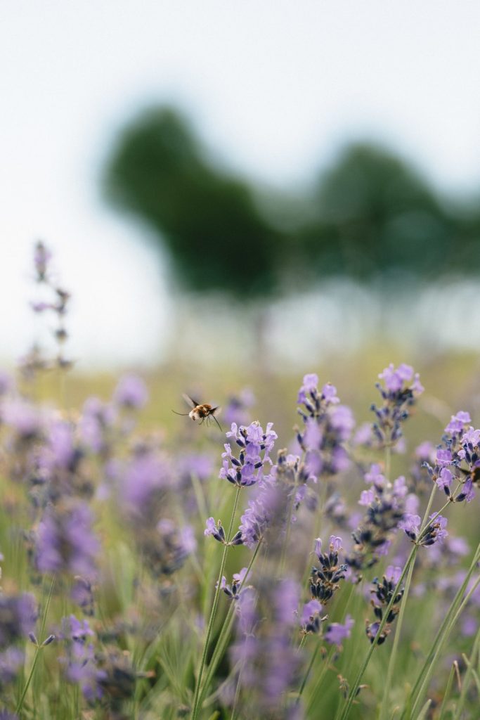 Les champs de Sem'Ar&ocirc;me contribue &agrave; pr&eacute;server la biodiversit&eacute;