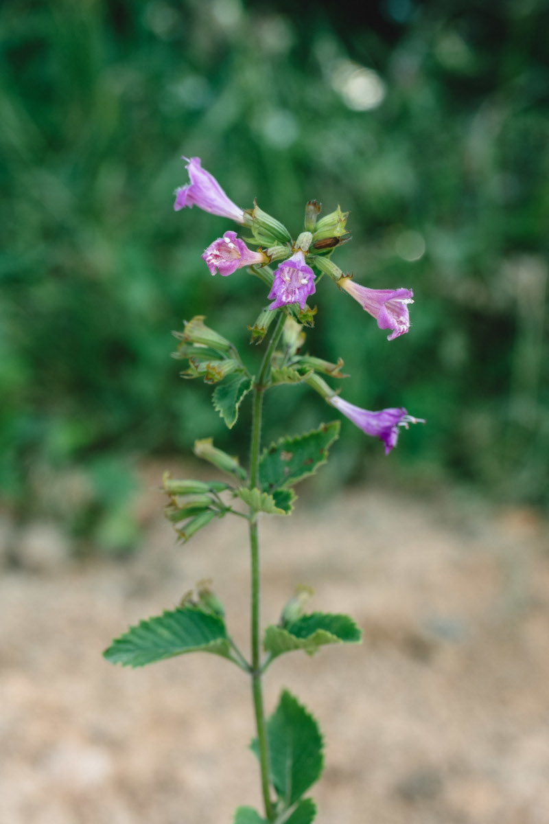 Th&eacute; d'aubrac cultiv&eacute; par Sem'Ar&ocirc;me dans le Cantal