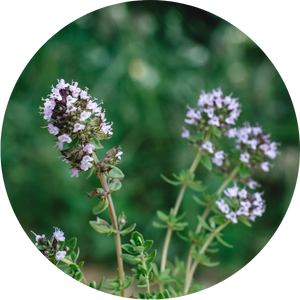 Plantes cultiv&eacute;es et transform&eacute;es dans le Cantal