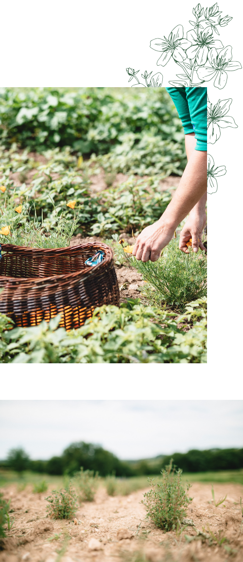 Des pratiques qui pr&eacute;servent les sols