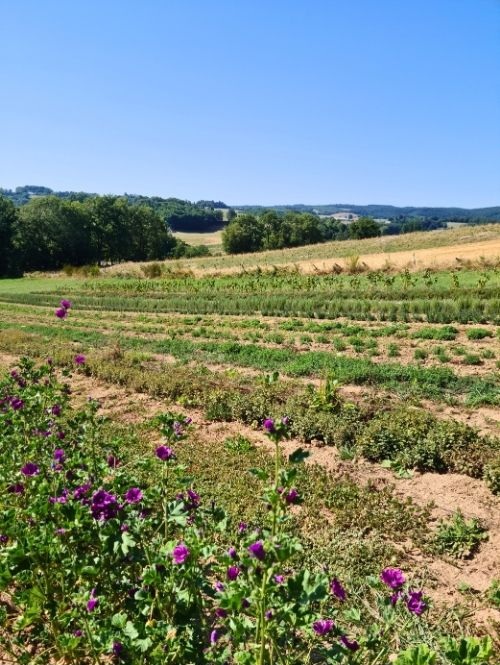 Les champs de Sem'Ar&ocirc;me