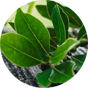 Les hydrolats compos&eacute;s d'une seule plante choisie pour ses vertues